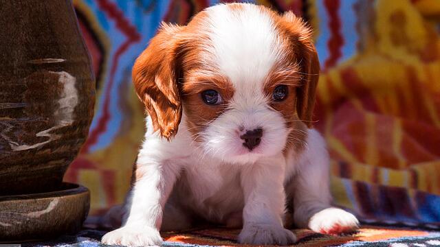 狗狗大便带血的原因