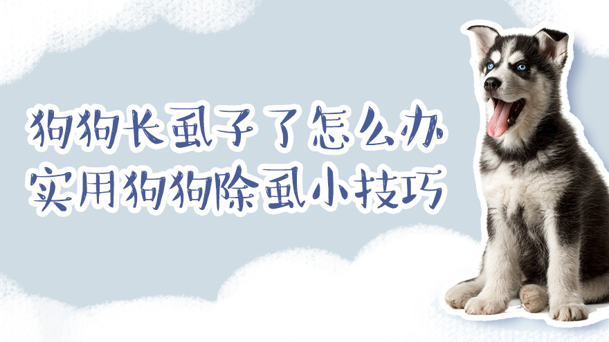 狗狗长虱子了怎么办