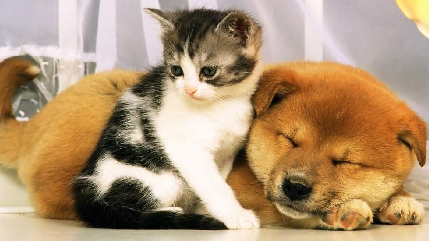 为什么狗的样子差别很大 而猫看起来都很相似