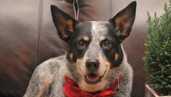 德牧犬耳朵的清理和护理