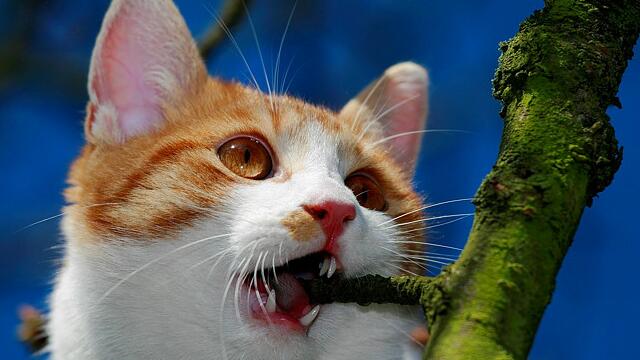 波斯猫不能吃哪些东西