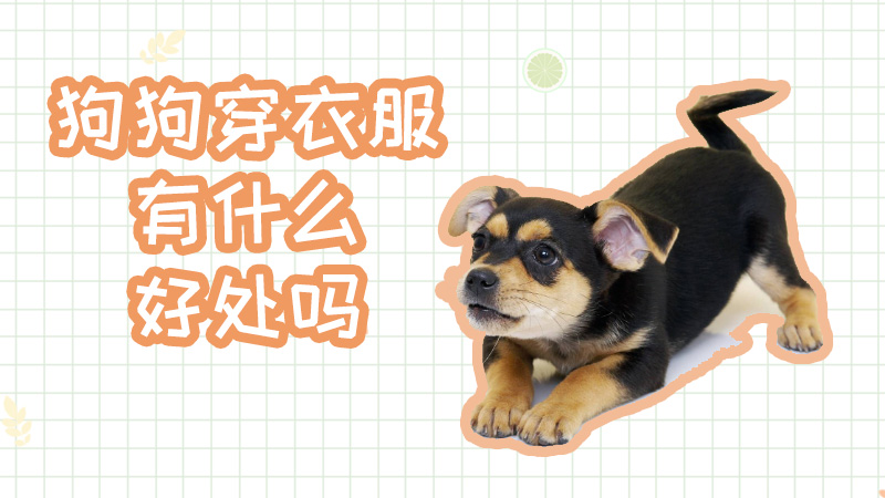 狗狗穿衣服有什么好处吗