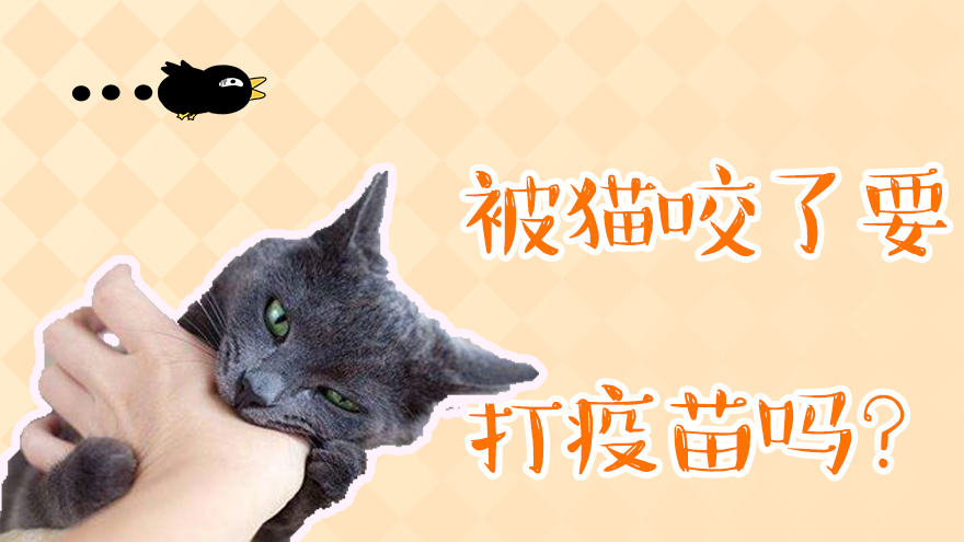 被猫咬了要打疫苗吗