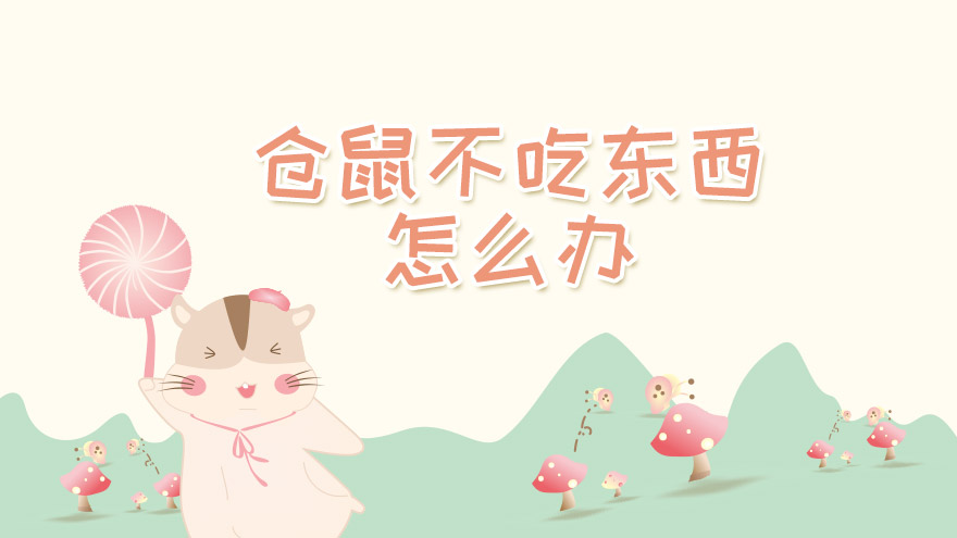 仓鼠不吃东西怎么办