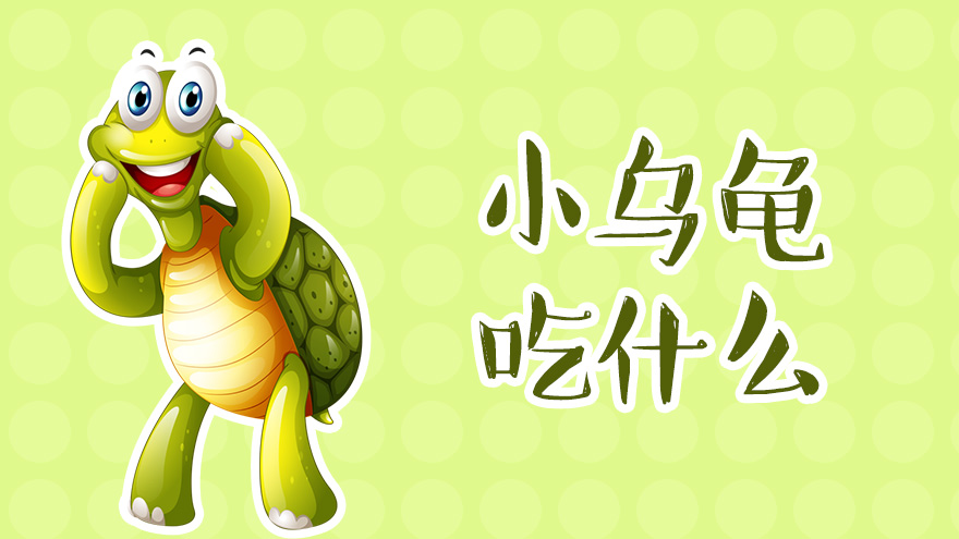 小乌龟吃什么 怎么喂养