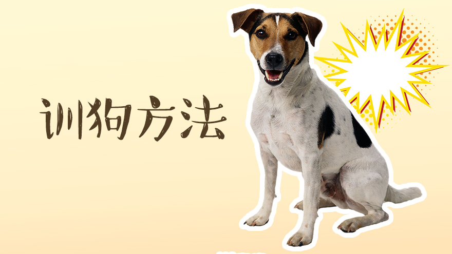 怎么训练狗狗