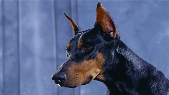 杜宾犬训练方法介绍