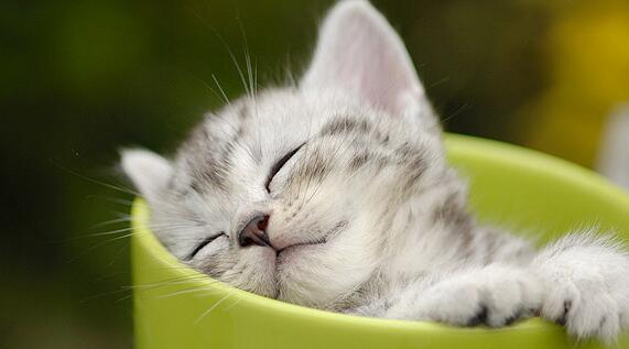 给猫做绝育手术的注意事项