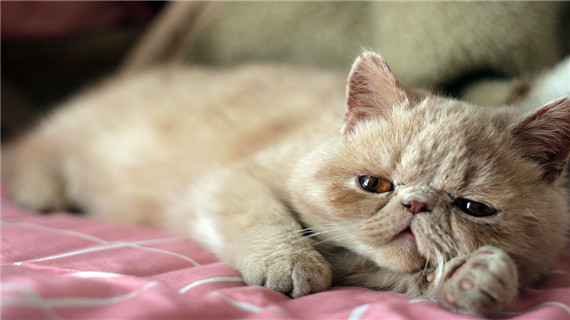 猫咪异食癖如何预防