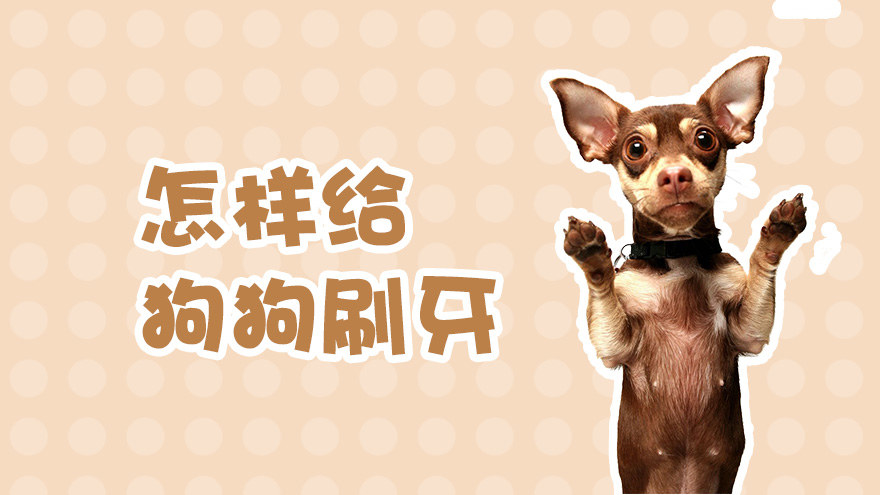 怎样给狗狗刷牙