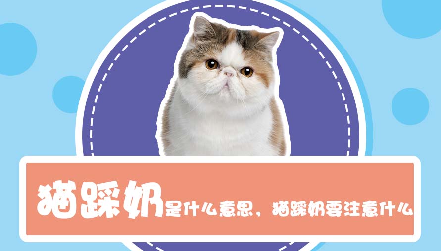 猫踩奶是什么意思 猫踩奶要注意什么