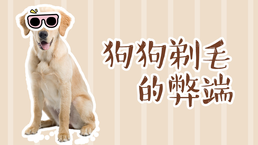 狗狗剃毛的弊端有哪些