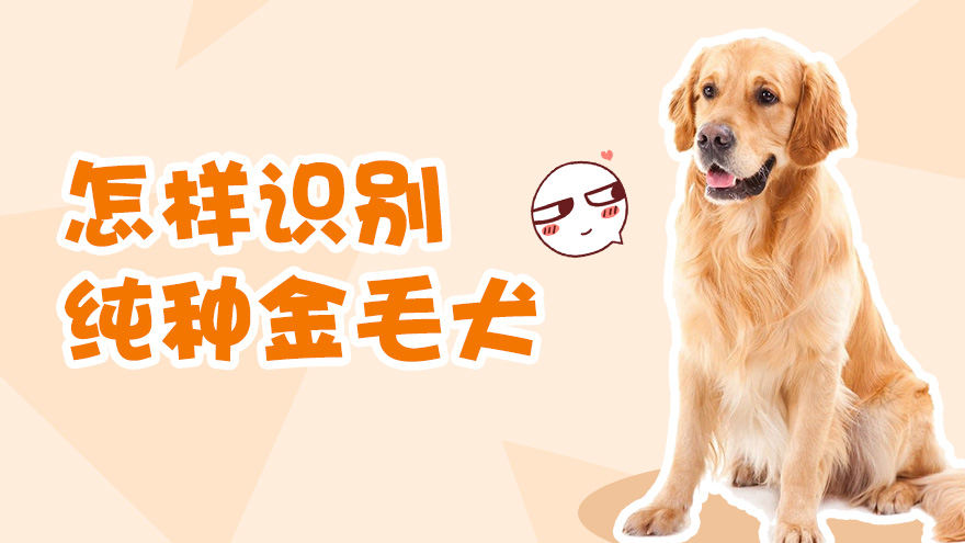 怎样识别纯种金毛犬