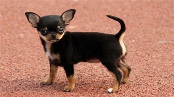 吉娃娃固定大小便怎么训练