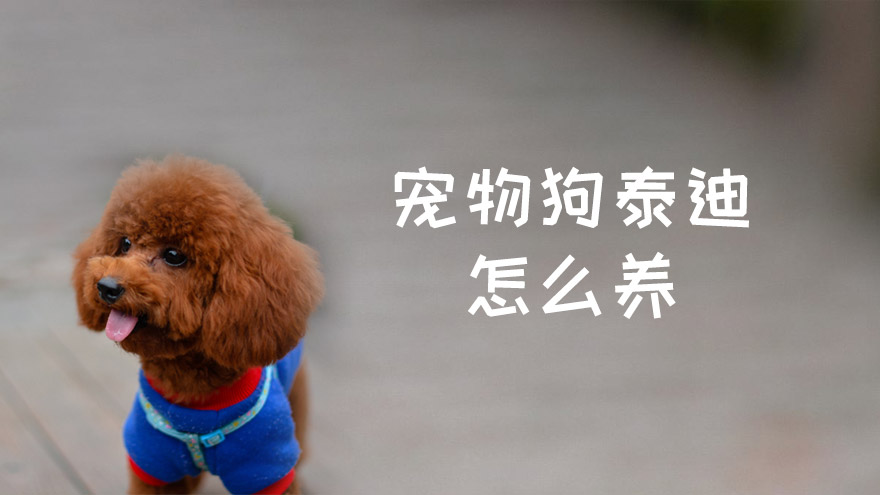 宠物狗泰迪怎么养