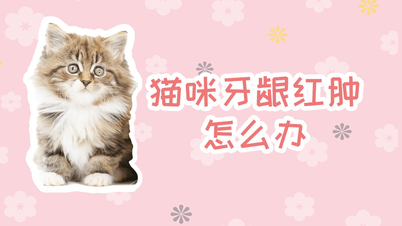 猫咪牙龈红肿怎么办