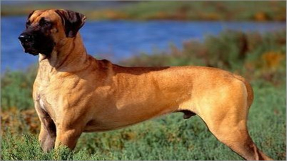 大丹犬拉肚子怎么办