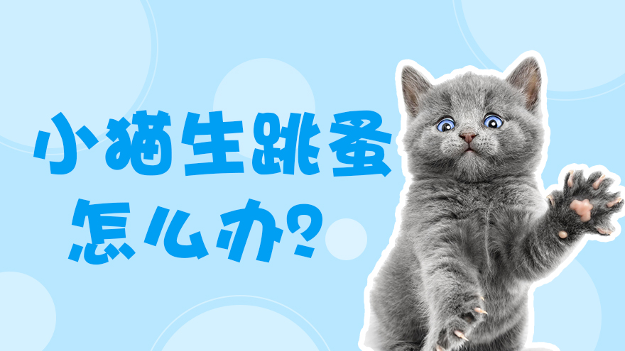小猫生跳蚤怎么办