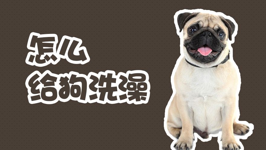 怎么给狗洗澡