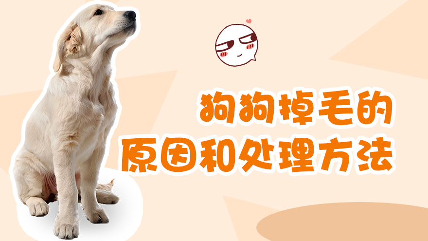 狗狗掉毛是什么原因 怎么处理