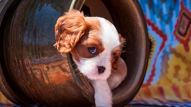 怎样训练拉布拉多上厕所