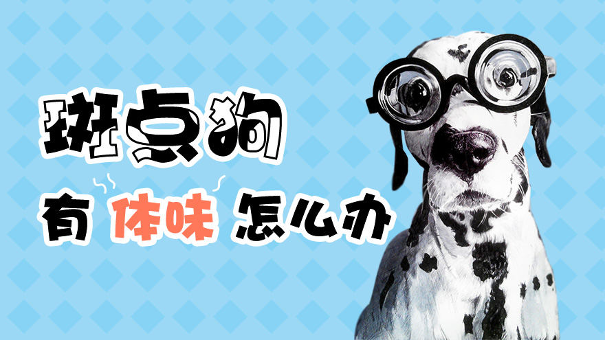 斑点狗有体味怎么办