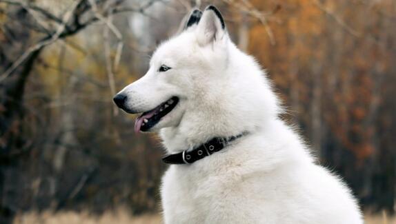 阿拉斯加雪橇犬的耳朵清理