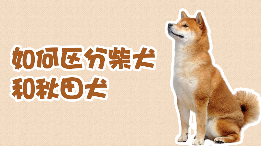 如何区分柴犬和秋田犬