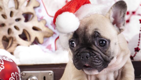 巴哥犬的剪毛注意事项