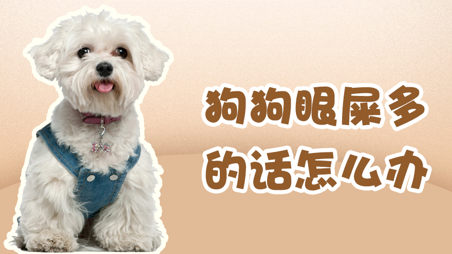 狗狗眼屎多的话怎么办