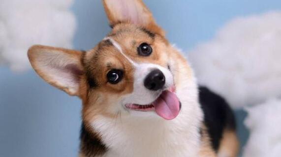 如何纠正狗舔人呢