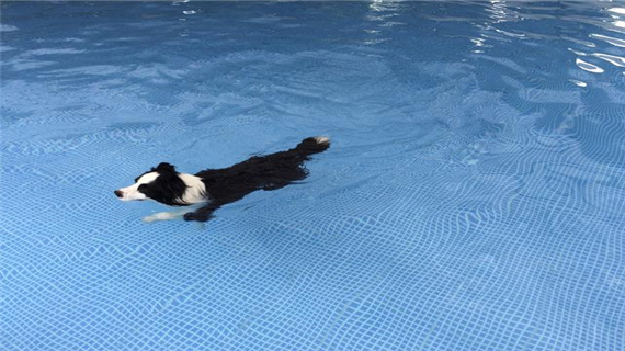 狗狗到底会不会游泳
