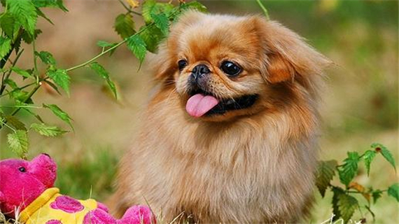 京巴狗不听话怎么办