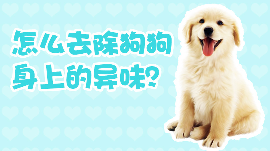 怎么去除狗狗身上的异味