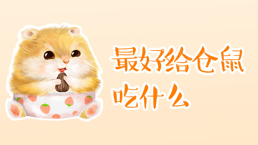 平时的时候最好给仓鼠吃什么