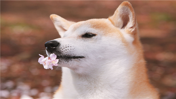 柴犬的训练方法