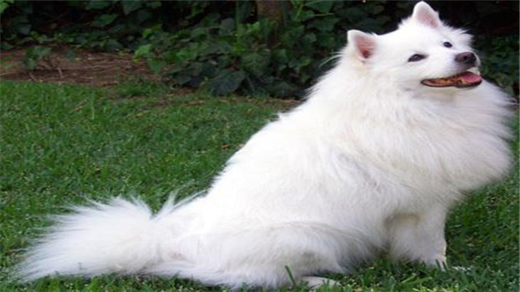 爱斯基摩犬如何训练