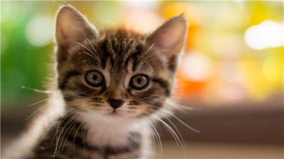 如何预防猫咪牙结石