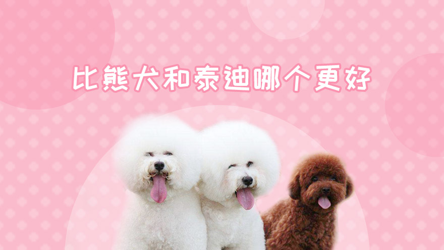 比熊犬和泰迪哪个更好