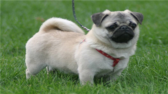 巴哥犬如何护理