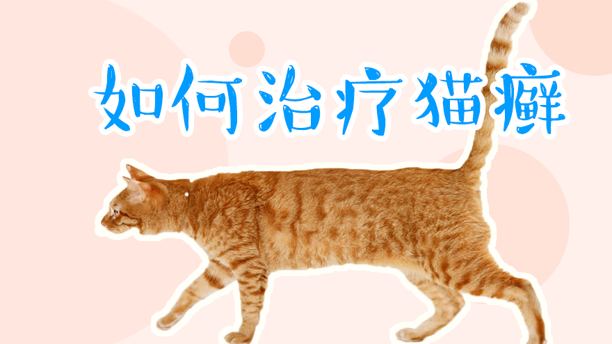 如何治疗猫癣