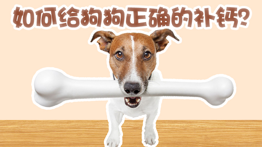 如何给狗狗正确的补钙