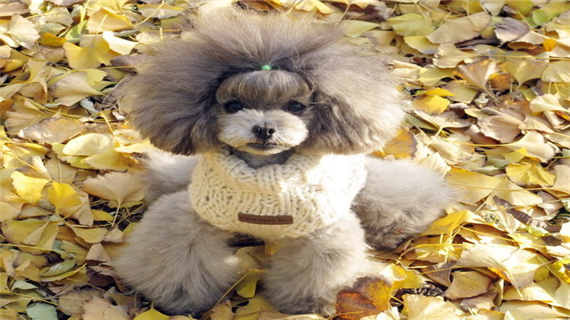 贵宾犬乱叫该怎么办