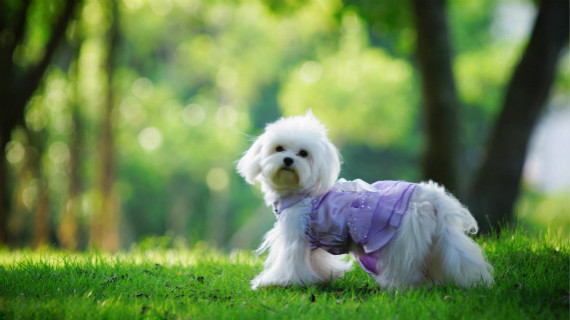 怎么预防弓形虫感染