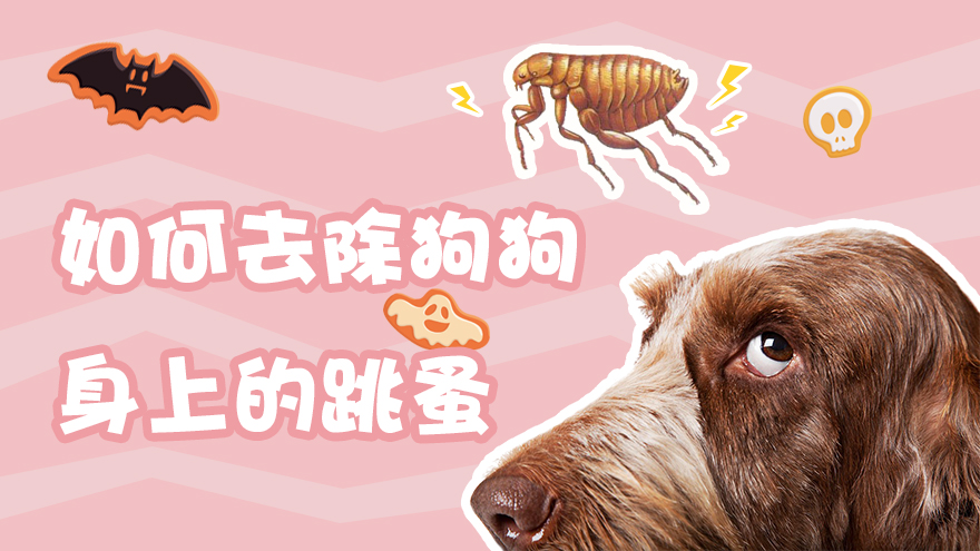 如何去除狗狗身上的跳蚤