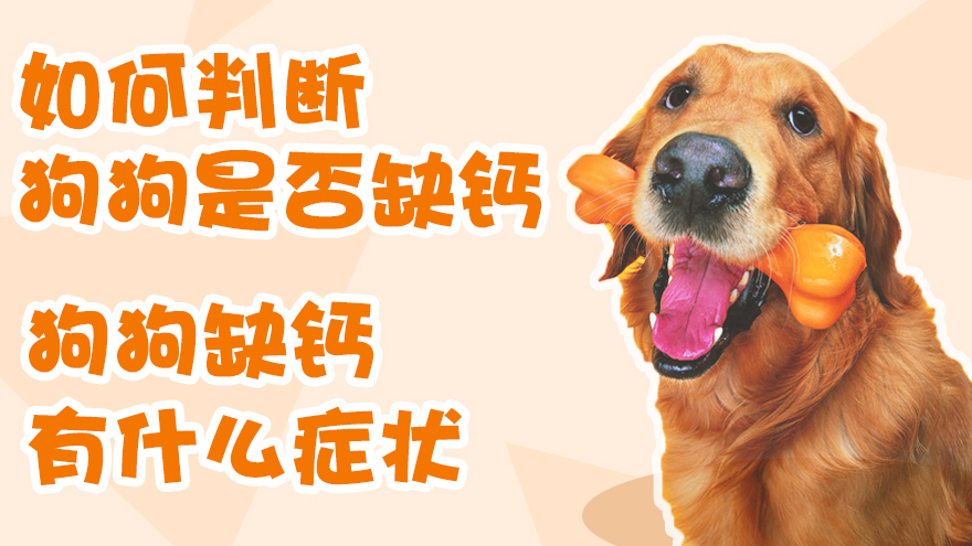 如何判断狗狗是否缺钙 狗狗缺钙有什么症状