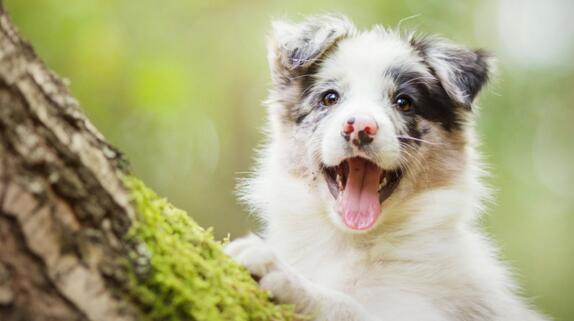 德牧的眼睛护理