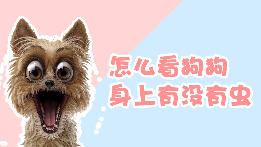 怎么看狗狗身上有没有虫