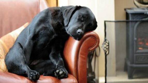 拉布拉多适合在室内饲养吗