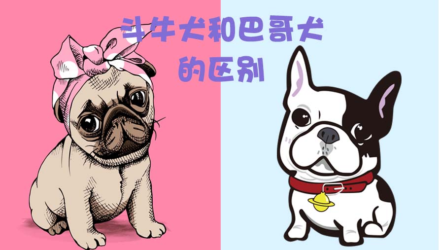 斗牛犬和巴哥犬的区别是什么